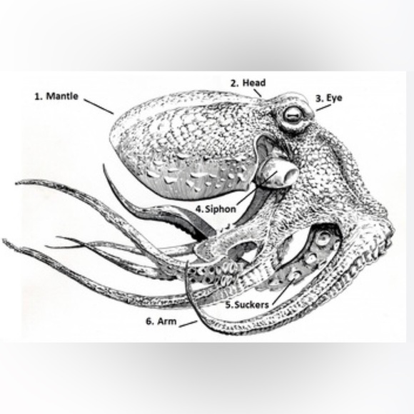 “Vintage Fork Octopus” Silverware Spoon Squid Octopod Kraken Tentacles Necklace - Picture 6 of 13